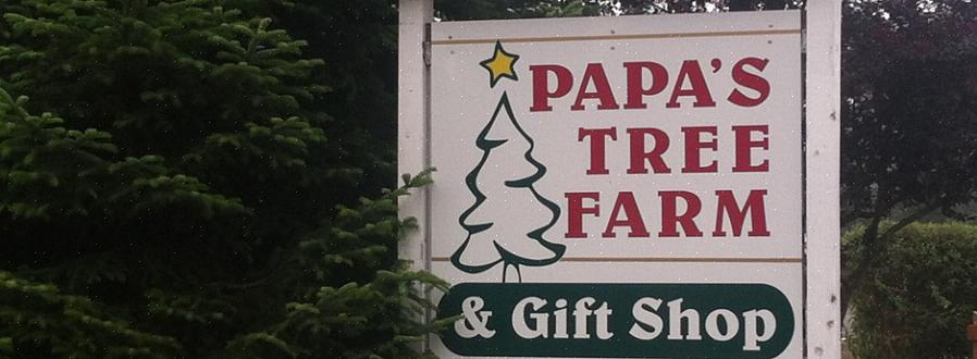 Lysegrønne nåler som holder i flere uker