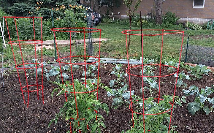 Slik satser du bestemme tomater