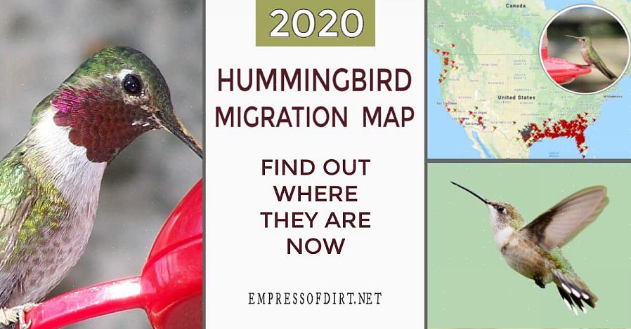 Tilby hekkende materialer under vårvandring for å avle kolibrier for raskt