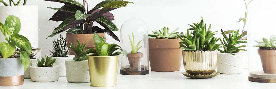 Også bidra til å forhindre sykdom