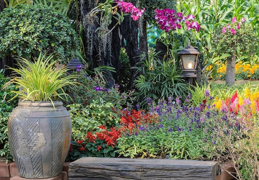 Dyrk disse sonene 5-9 planter i full sol i rik leir