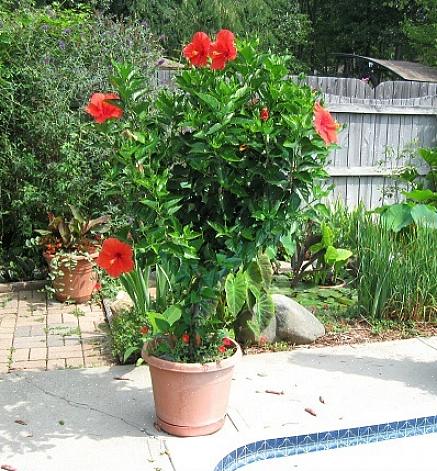 Middagstallerken georginer trenger lang tid å modnes