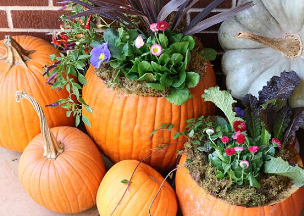 Med en saftig plante for å gi gresskarplanter personlighet