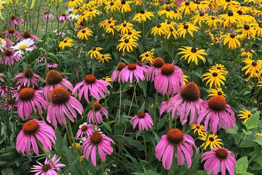 De fleste arter av sommerfuglbusker vokser ganske høye