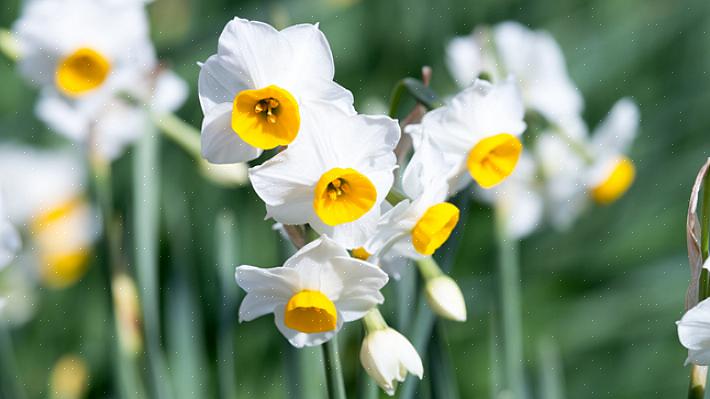 Svartøye Susan blomstrer fra juni til september i de fleste klimaer