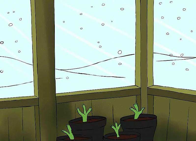 Så er knollene klare til å oppbevares i esken din fylt med torvmos