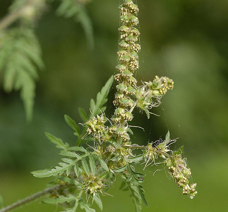 Ragweed er en plante som mange mennesker snakker om