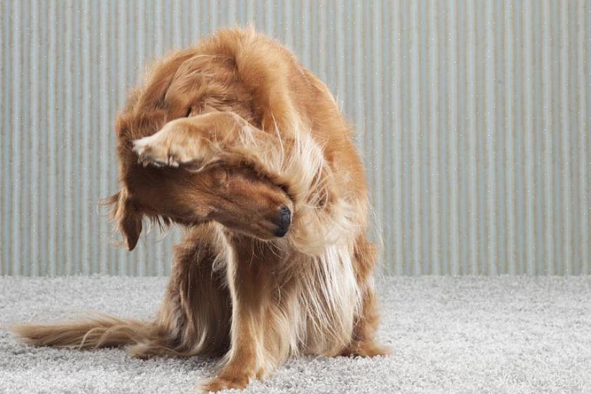 Teppet kan ikke brettes eller rulles uten å sprekke fundamentet