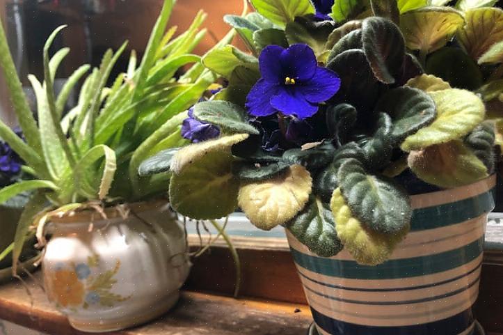 Ikke glem å tilsette ditt blomsterkonserveringsmiddel i ferskvannet