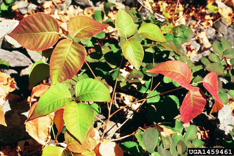 Poison ivy vinstokker kan også klatre opp på veggene til bygningene