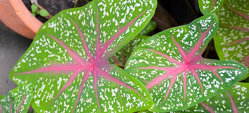 Når du ser ordet "bane" i et plantenavn