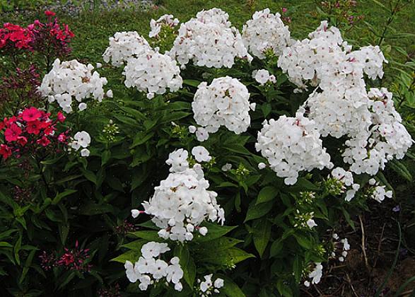 Volcano Ruby er en moderat kompakt type hagefloks