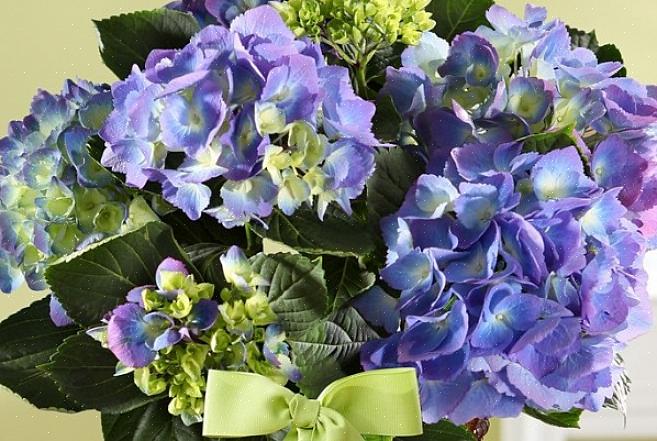 Bruk av livssyklus som kriterium fjerner tre myter om hva som gjør planter til flerårige planter