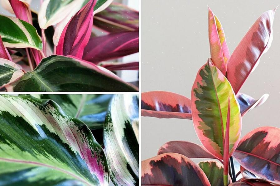 Du bør alltid beskjære slike grønne områder slik at energien til planten går i å lage mer spraglede blader