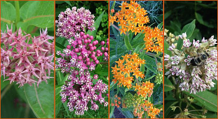 Butterfly weed er en slik plante (for et bilde av butterfly weed