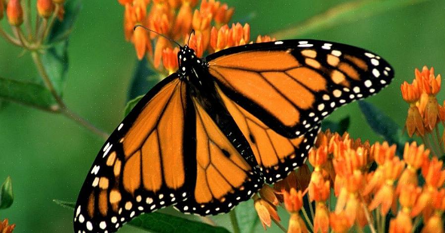 Butterfly weed er også et veldig attraktivt landskapsanlegg i seg selv