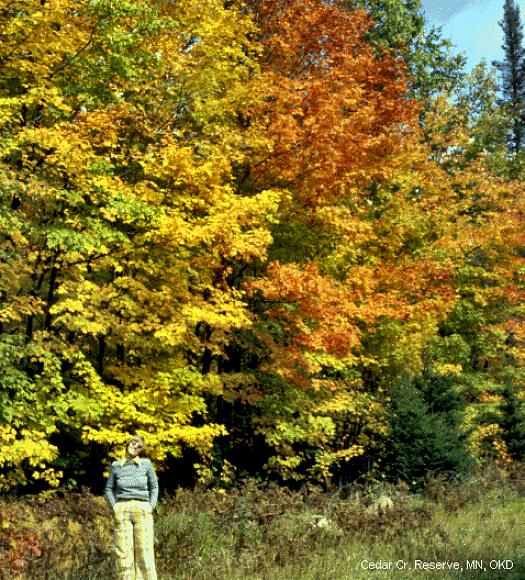 Busker og vinstokker mister blader