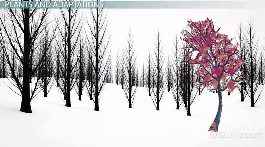 Akkurat som storheten til en en gang mektig nasjon tar et mektig fall etter at nasjonen har blitt dekadent