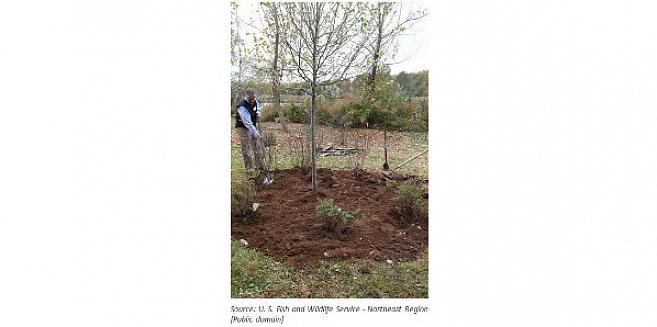 Trench vertikalt ned rundt omkretsen av rotkulen til en dybde på minst en fot