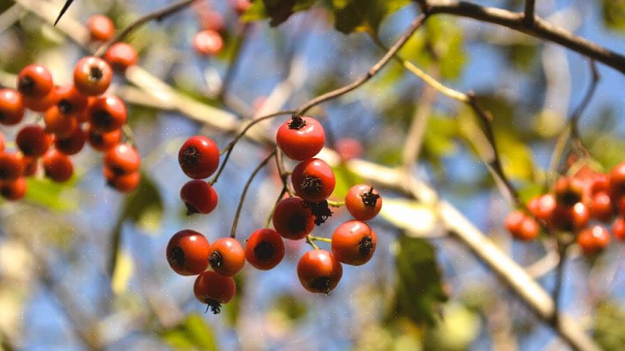 Hagtornet i Washington er sannsynligvis ikke det som kommer først opp i tankene når du handler