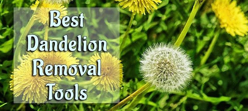 Grav opp røttene før planten går til frø