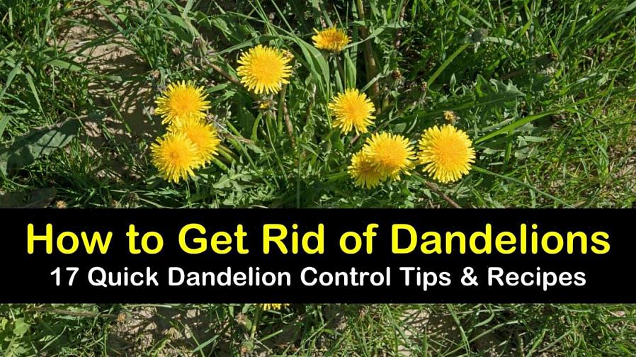 Løvetann er bredbladede