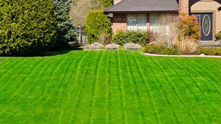 Thatch er et naturlig forekommende lag med hovedsakelig dødt gress