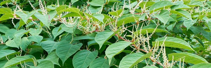 Velg et ugressmiddel som passer for japansk knotweed
