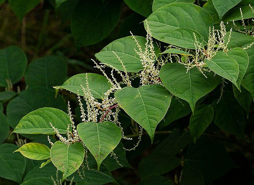 Noen gartnere tyr til å bruke ugressmiddel for å utrydde japansk knotweed