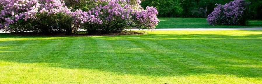 Du må planlegge høstfarge om sommeren hvis du ønsker å spare penger