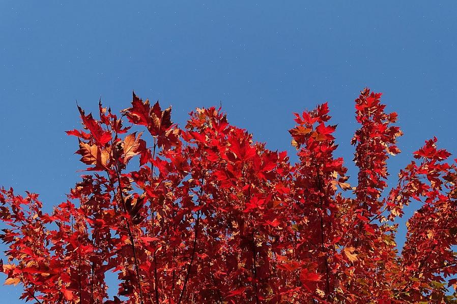 Treet når en omtrentlig størrelse på 50 meter høy