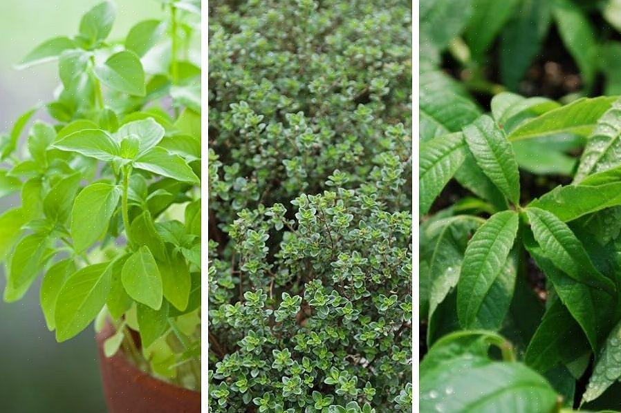 Sitron basilikum beholder smaken godt i matlagingen