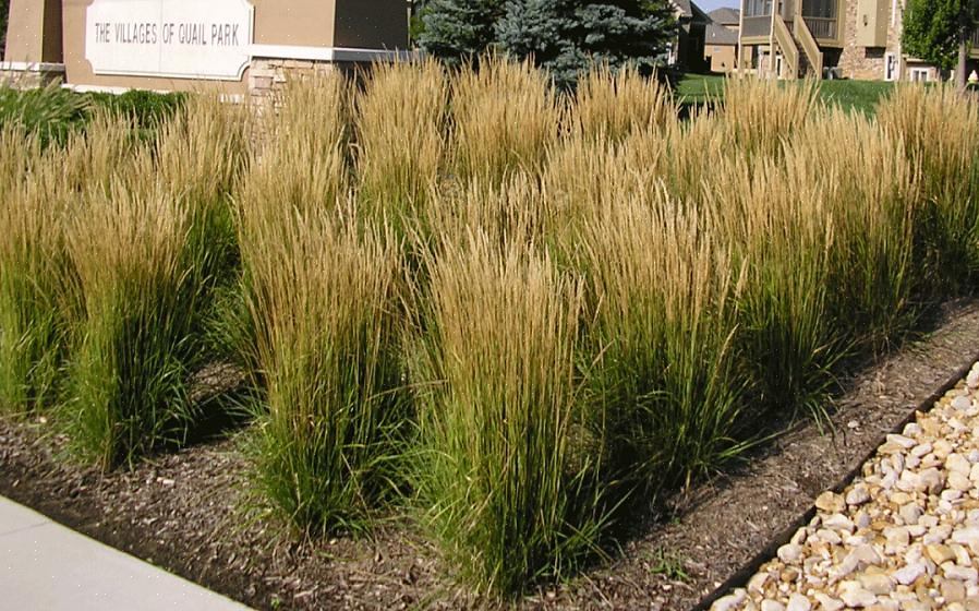 Sebragress ligner på piggsvingress (Miscanthus sinensis 'Strictus')