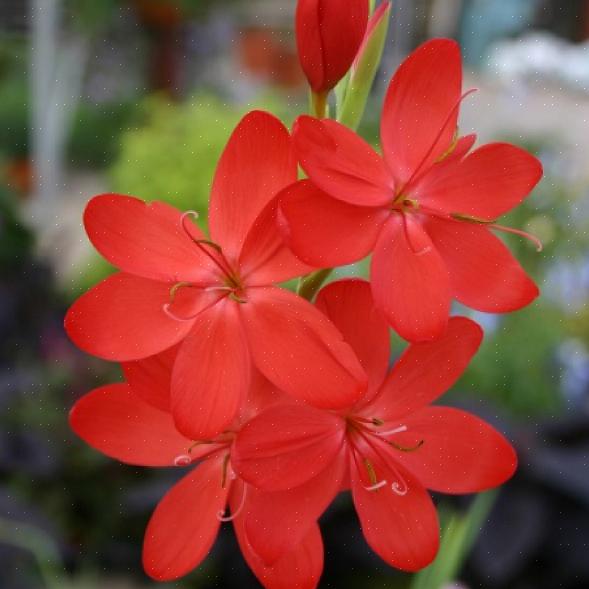 Planten er kraftig uten å være invasiv