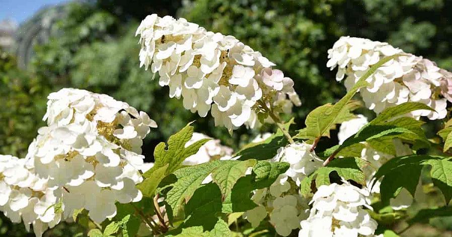 Om sommeren blomstrer Snow Queen eikebladhortensia i klynger