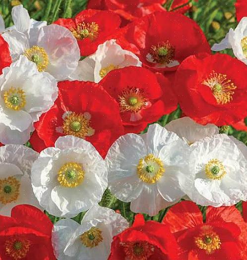 Heleniumblomster skiller seg også fra solhatt i vannbehov