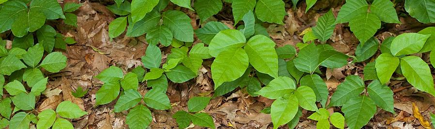 Og begge plantene produserer hvite bær