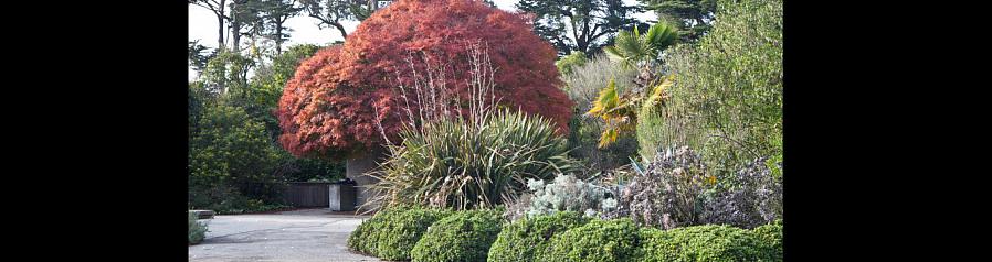 Woody vinstokker de eneste plantene med woody vekst