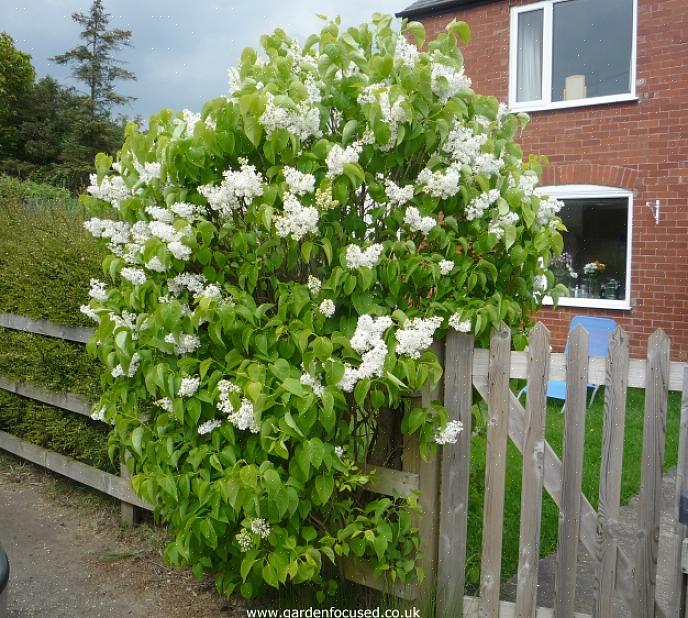 Nutty planter som hasselnøtter (filberts) er planter som kan dyrkes som enten en busk eller et tre