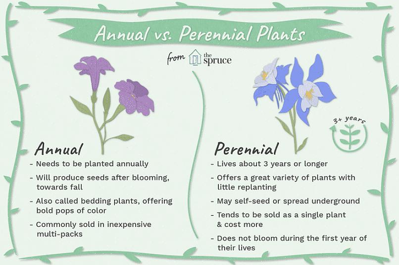 For eksempel er lantanaplanter stauder