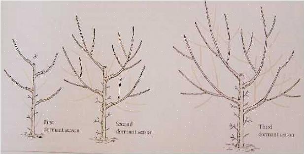 Men spesielt for trær som bærer frukt på nytt tre