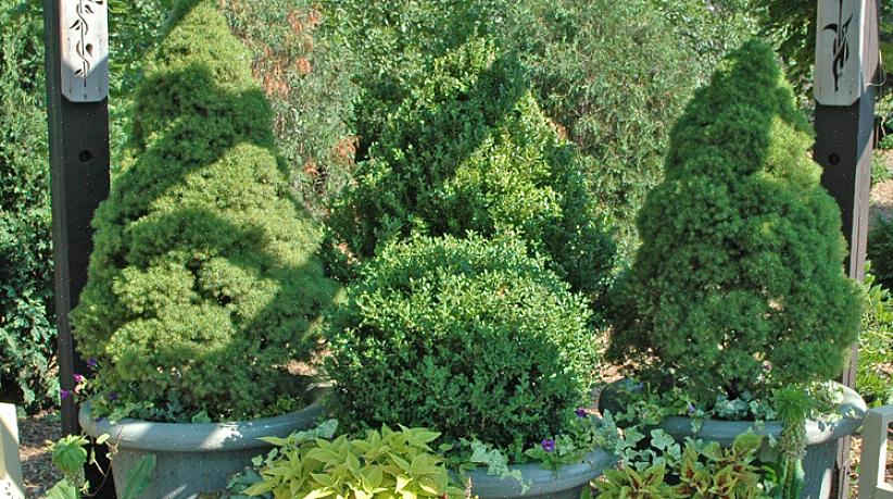 Tettpakket vekstvaner som gir dverg Alberta grantrær et "fuzzy" utseende