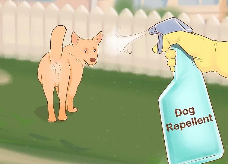 Kan du ikke gjerde den for å holde hundene borte