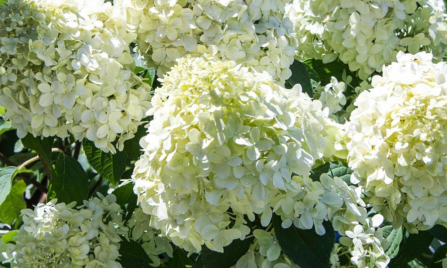 Andre busker å beskjære på sen vinter eller tidlig på våren