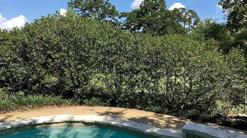 Andre beskjærer kristtorn senere på vinteren fordi de foretrekker å vise kristtornbær utenfor