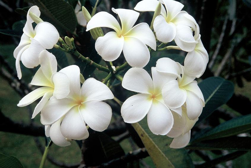 Den hvite frangipani (Plumeria alba) er et løvfellende plumeria-tre som er hjemmehørende i tropiske områder