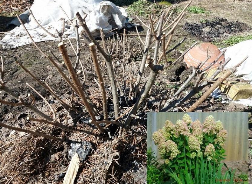 En generell tommelfingerregel er å beskjære vårblomstrende trær