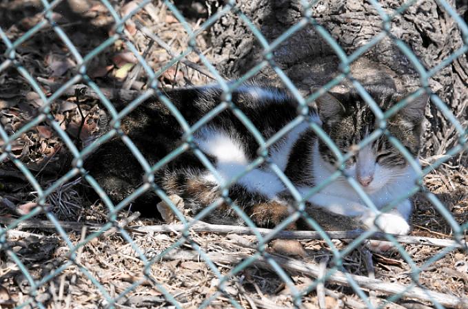 Og kommersielle avstøtningsmidler er tilgjengelige for å motvirke uønskede katter