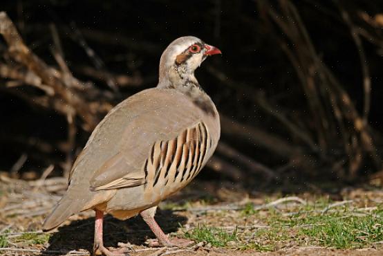 Chukar-egg er kremgule eller gulhvite flekkete med små brune eller lilla flekker