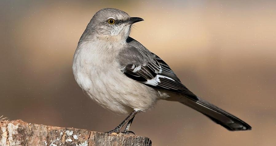 Nordlige mockingbirds er generelt hele året beboere i sitt sortiment